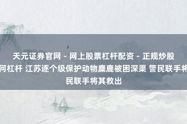 天元证券官网 - 网上股票杠杆配资 - 正规炒股配资如何杠杆 江苏逐个级保护动物麋鹿被困深渠 警民联手将其救出